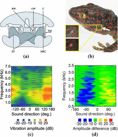 The structure of the lizard ear. a Early cross-sectional diagram of the... | Download Scientific ...