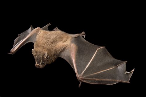 In honor of Bat Appreciation Day, see up-close photos of these majestic flying mammals. | The ...