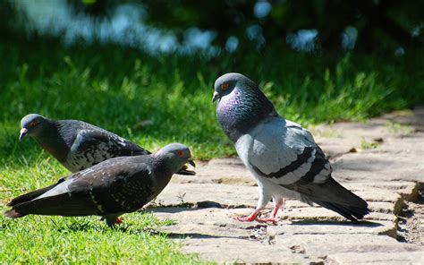 Rock Pigeon courtship