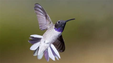 Hummingbirds Found In Arizona: Identification And Characteristics