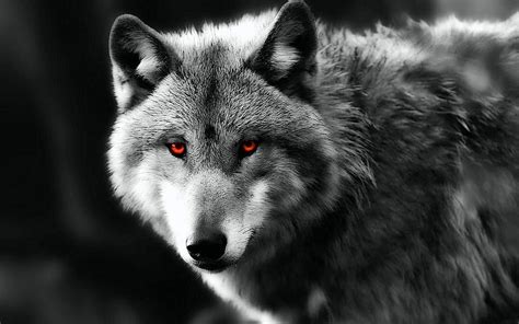 White Wolf With Red Eyes