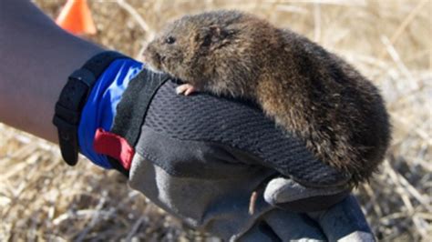 Endangered Voles | College of Agricultural and Environmental Sciences