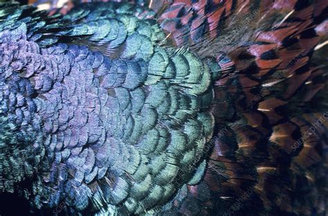 Pheasant feathers - Stock Image - P740/0066 - Science Photo Library