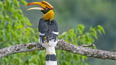 Great hornbill | Greenverz