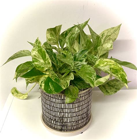 Variegated Pothos in Washington, DC | Shoots and Blooms of D.C.