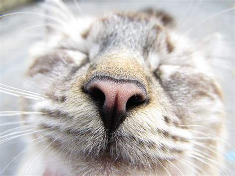 Why Does Your Cat Smell So Good? | Flipboard