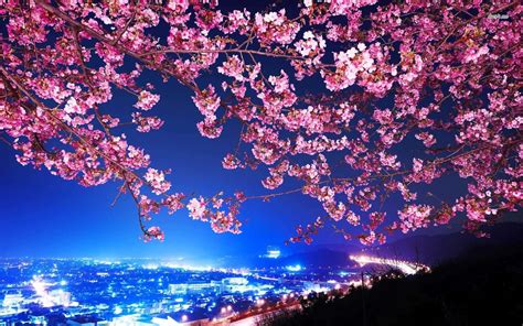 Cherry Blossom Tree At Night Wallpaper