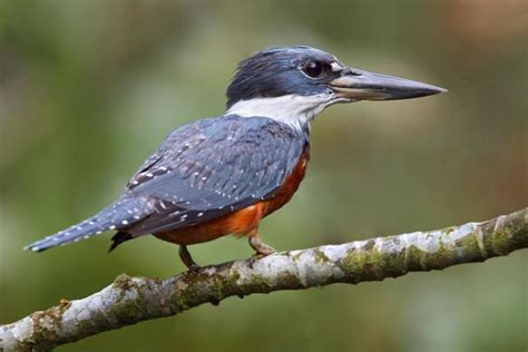 Ringed kingfisher - Alchetron, The Free Social Encyclopedia