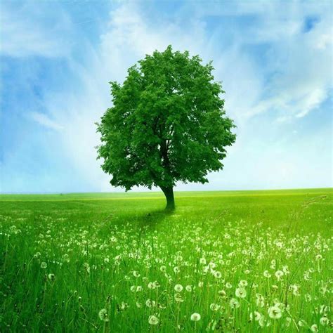 Green Nature Live Wallpaper for Android - APK Download