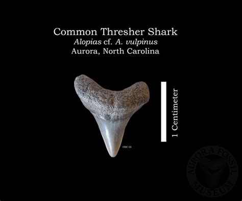 Shark Tooth Identification | Aurora Fossil Museum