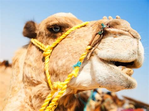 Camel Stock Photos, Royalty Free Camel Images | Depositphotos®