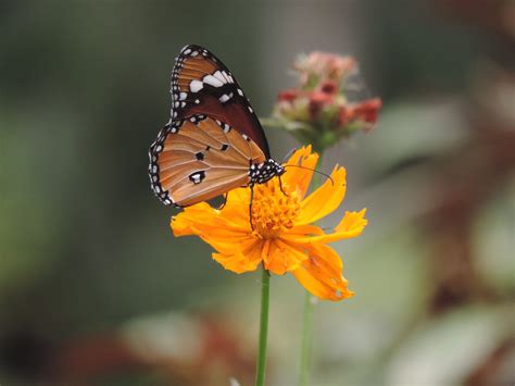 Insects and Butterfly Photography