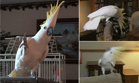Snowball the dancing cockatoo whose sense of rhythm has amazed scientists | Daily Mail Online