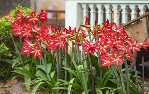 How to Grow & Care for Amaryllis Plants | Garden Design