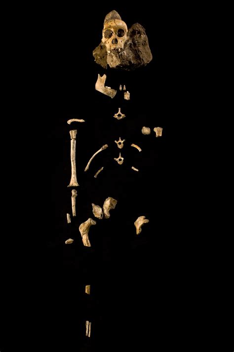 3D reconstructions of Malapa Plio-Pleistocene cave and Australopithecus ...