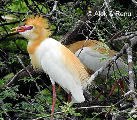 Little Egret Breeding Plumage