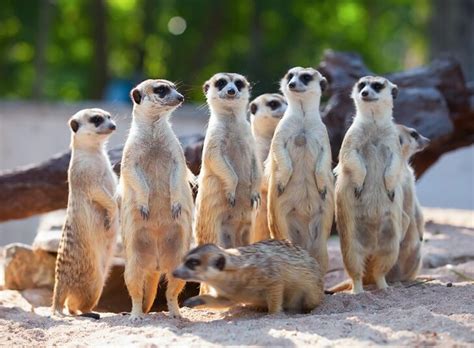 What Meerkat Murder Tells Us About Human Violence The, 48% OFF