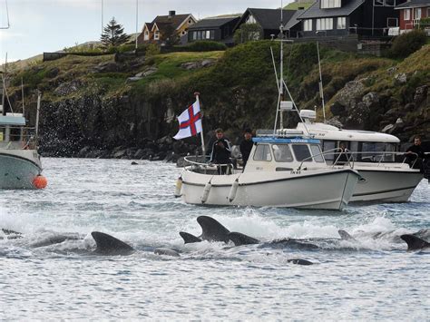 Hundreds of whales slaughtered in Faroe Islands ritual turning ocean ...