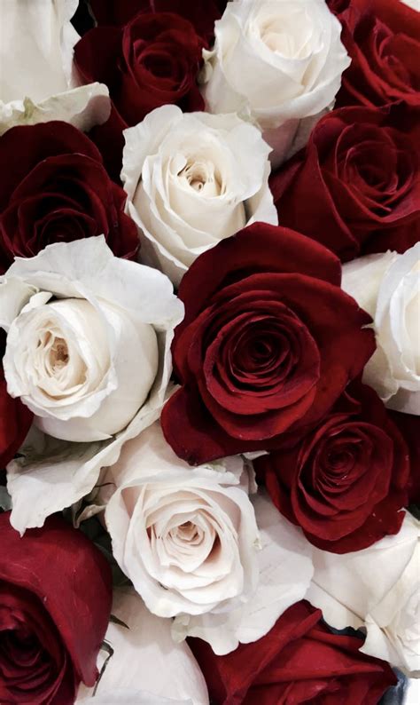 Red and White Roses Wallpapers on WallpaperDog