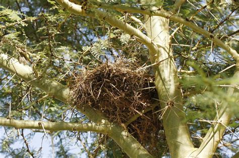 Vachellia xanthophloea – PLANTBOOK