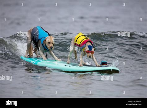 Dogs compete in the World Dog Surfing Championships in Pacifica, California in 2017 Stock Photo ...