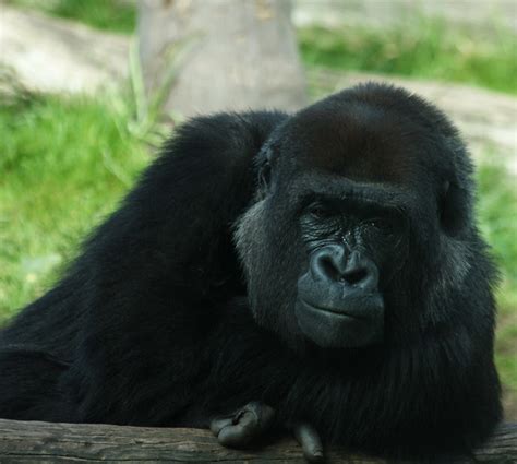 Western Gorilla | Flickr - Photo Sharing!