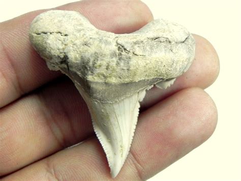 Fossil Auriculatis Shark Teeth | JTSSHARKSTEETH.COM