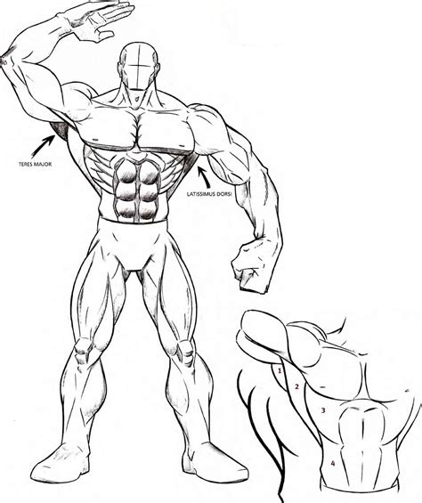 Muscle Arm Drawing at GetDrawings | Free download