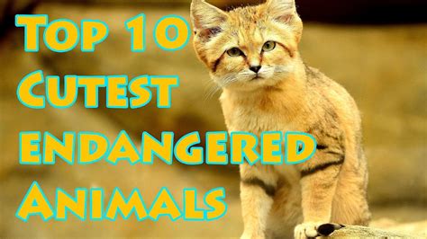 Top 10 Endangered Species In The World - Danger Choices