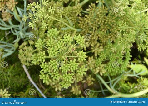 Sea fennel plant stock photo. Image of fruits, italy - 100018690