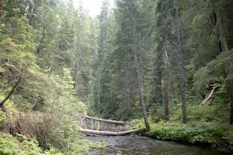 Langfield Falls: One of the best Gifford Pinchot National Forest hikes