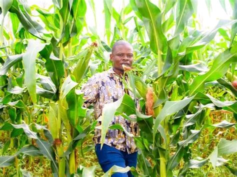 Fugitive Prophet Bushiri's Goshen Farm In Malawi Expects Bumper Harvest ...