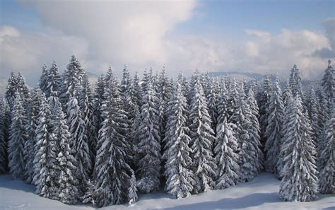 Winter forest Free Photo Download | FreeImages