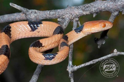 Eastern Tiger Snake - African Snakebite Institute