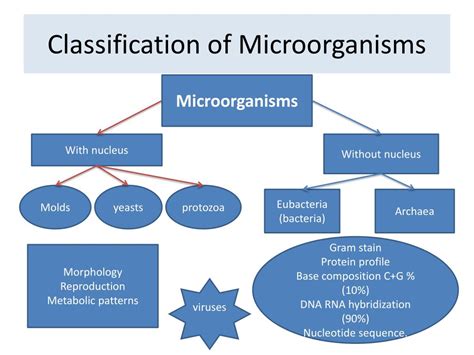 Major Groups Of Microorganisms Types Comparison Chart