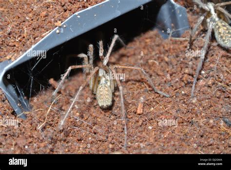 (male house spider) female spider mating (spider mating season Stock Photo - Alamy