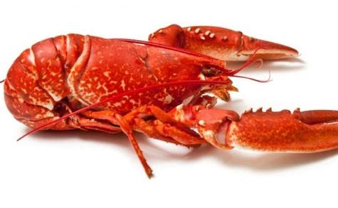 Indonesia Lobster Supplier, Lobster Farming, Live lobster supplier ...