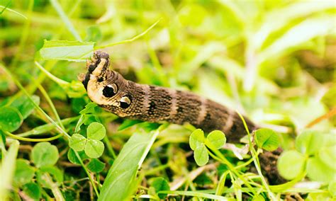 Hawk Moth Caterpillar