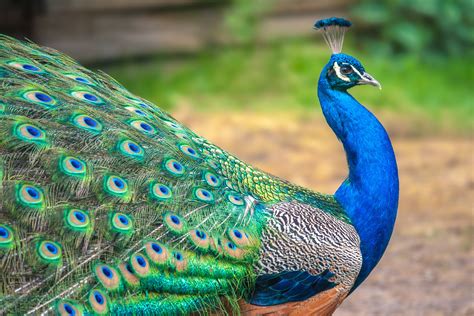 Tourist Grabs and Forces Peacock into Taking a Photo - One Green Planet