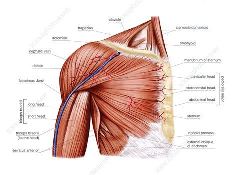 Anterior Shoulder Muscle