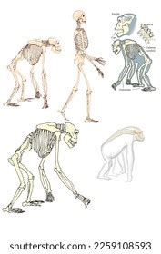 Zoology Mammals Internal Anatomy Skeleton Hominidae Stock Illustration ...