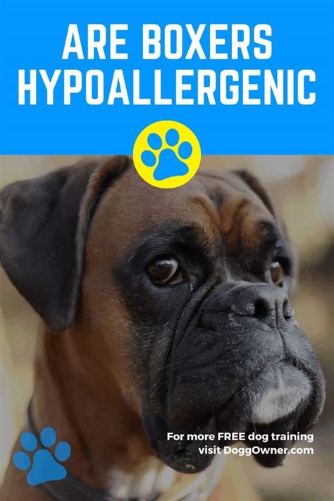 Are Boxers Hypoallergenic? | DoggOwner