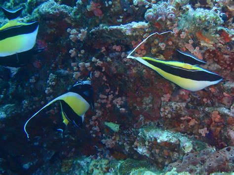 Scuba Diving near Okinawa, Japan — Beyond Road Signs