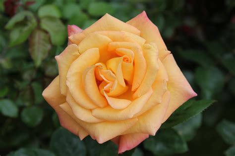 Single orange-yellow rose - cc0.photo