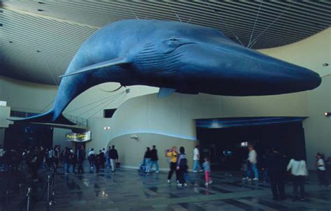 Aquarium of the Pacific, giant Blue Whale