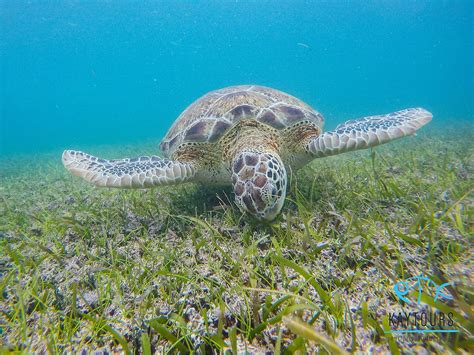 Why We Are Back Swimming With Turtles In Akumal Again (Updated July 2020)