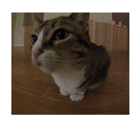 Fisheye zoom on cat template : r/MemeTemplatesOfficial