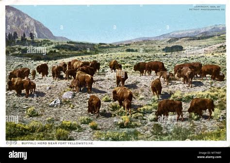 Buffalo Herd Near Fort Yellowstone (NBY 432436 Stock Photo - Alamy