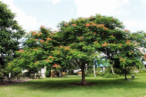 Best Flowering Trees for South Florida – Landscapes and Gardens – Medium