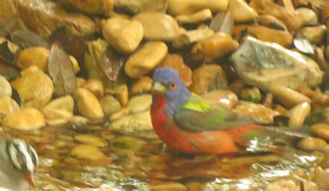 Painted Bunting in April 2023 by tcollins · iNaturalist